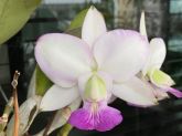 Cattleya Walkeriana semi alba "Minha Rainha"