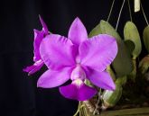Cattleya Walkeriana tipo A-15 "Caliman XXXX"