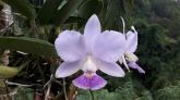 Cattleya Walkeriana coerulea A-15 x Sibling